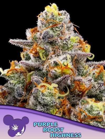 Purple Boost Highness - Anesia Seeds