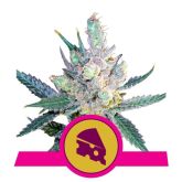 Royal Cheese (Fast Flowering) - Royal Queen Seeds