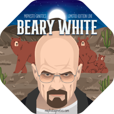 Beary White Auto - Mephisto Genetics