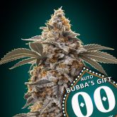 Auto Bubba's Gift - 00 Seeds
