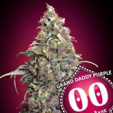 Grand Daddy Purple - 00 Seeds