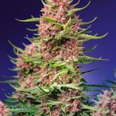 Strawberry Cola Sherbet F1 Fast - Sweet Seeds