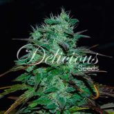 Chocobang - Delicious Seeds